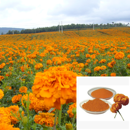 Lutein