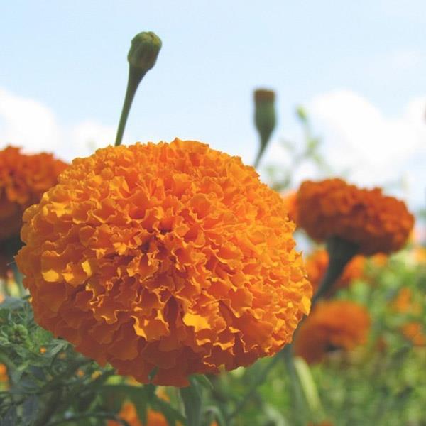 Crystal lutein