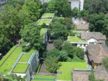 Total donation  1000000 square meters  The roof green needles of Sedum lineare